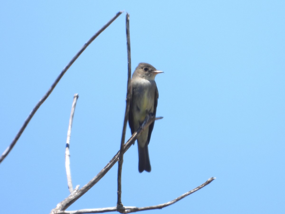 Eastern Wood-Pewee - ML620319550