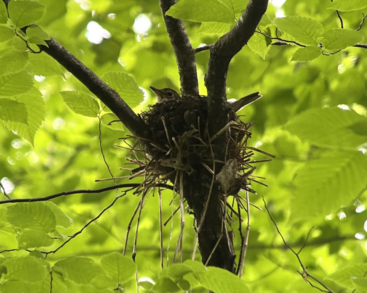 Wood Thrush - ML620319566