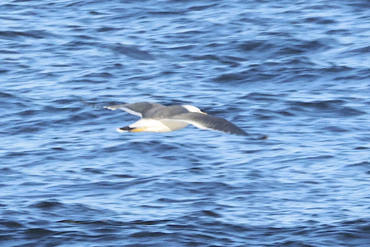 Black-tailed Gull - ML620319569