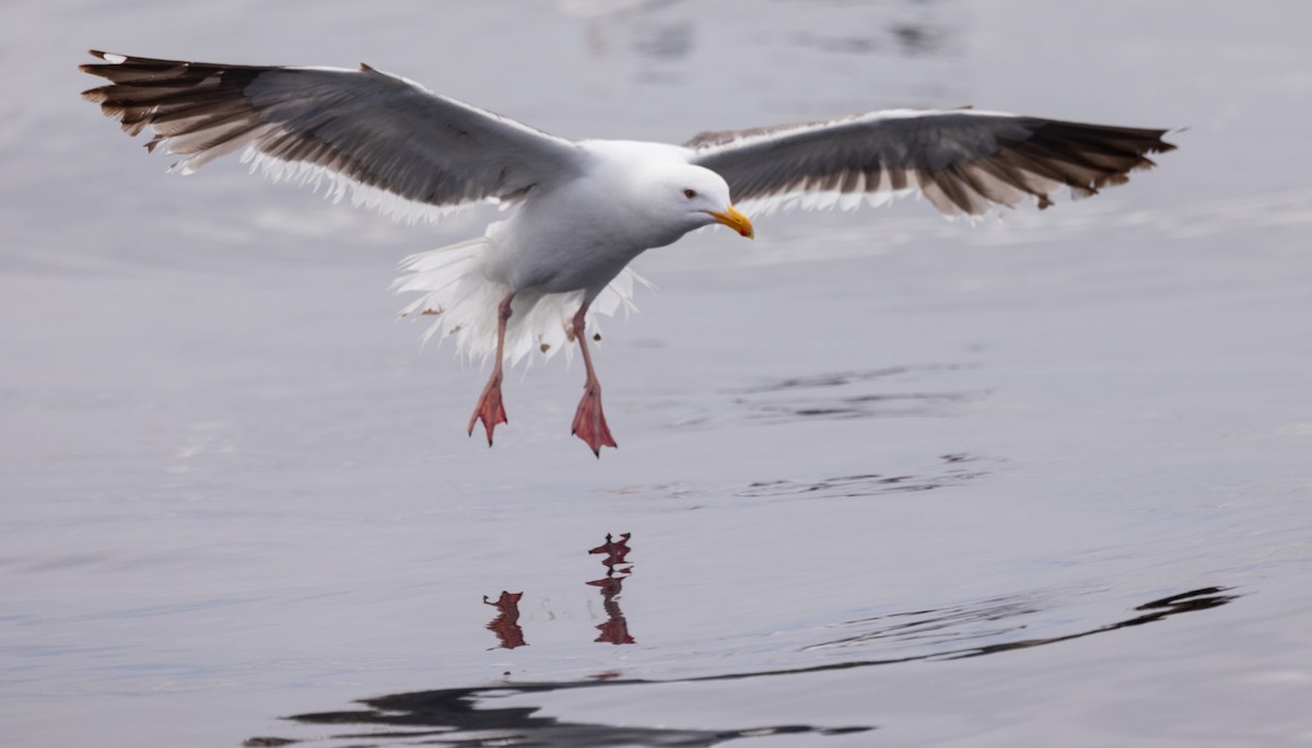 Western Gull - ML620319571