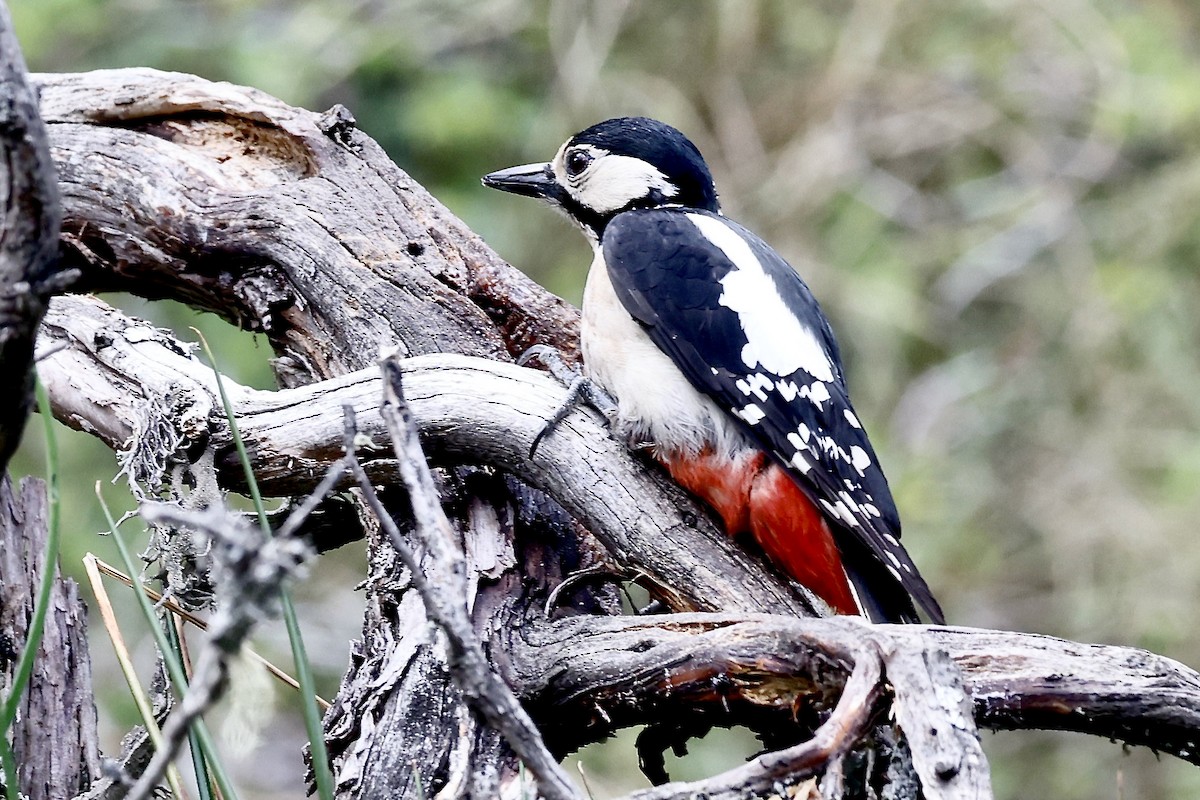Great Spotted Woodpecker - ML620319575