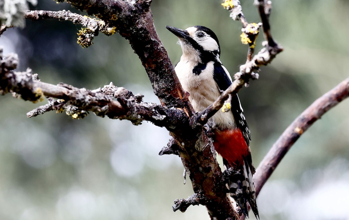 Great Spotted Woodpecker - ML620319576