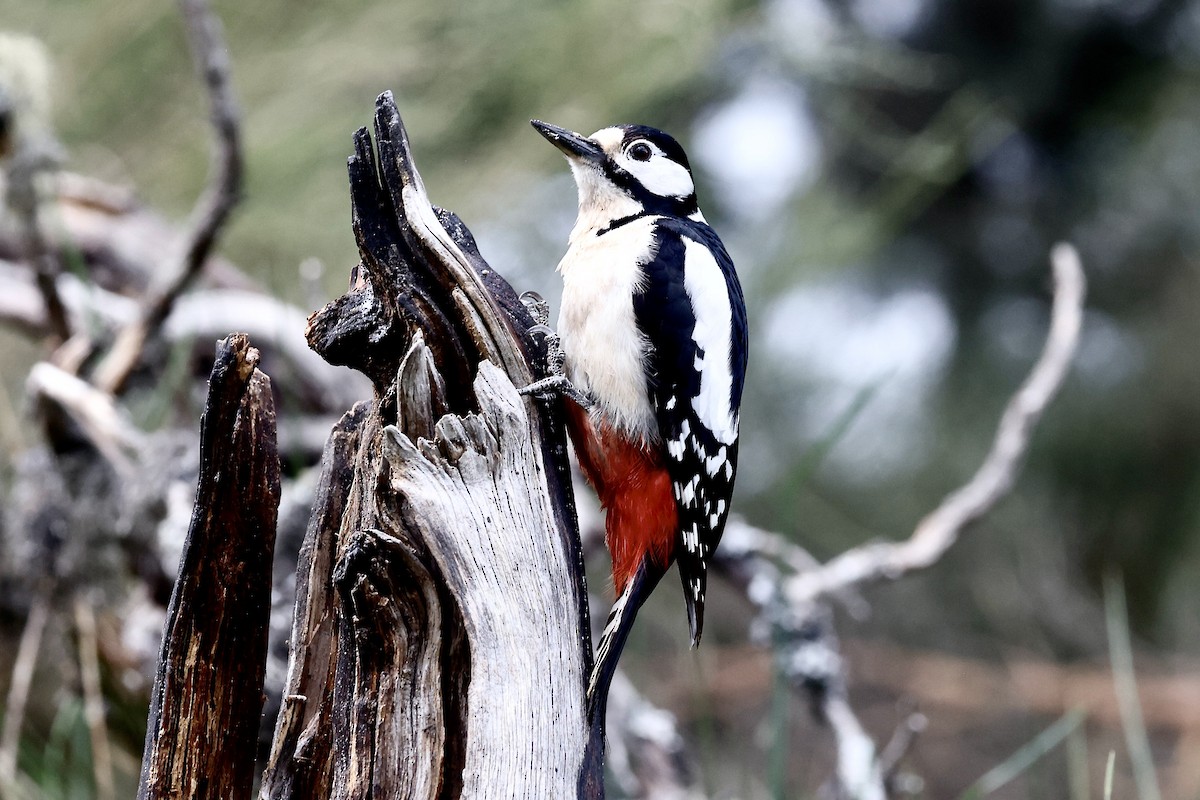 Great Spotted Woodpecker - ML620319577
