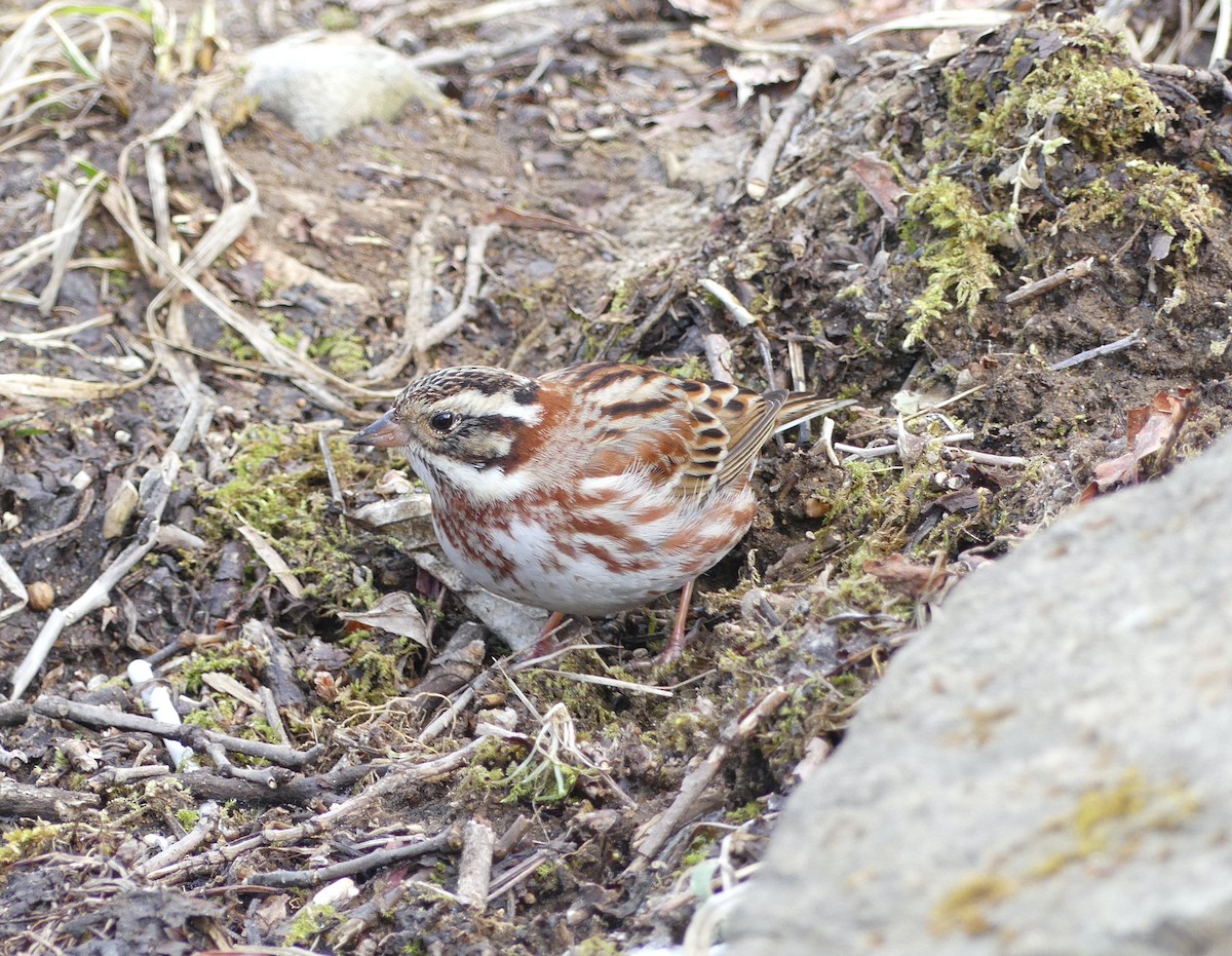 Rustic Bunting - ML620319578