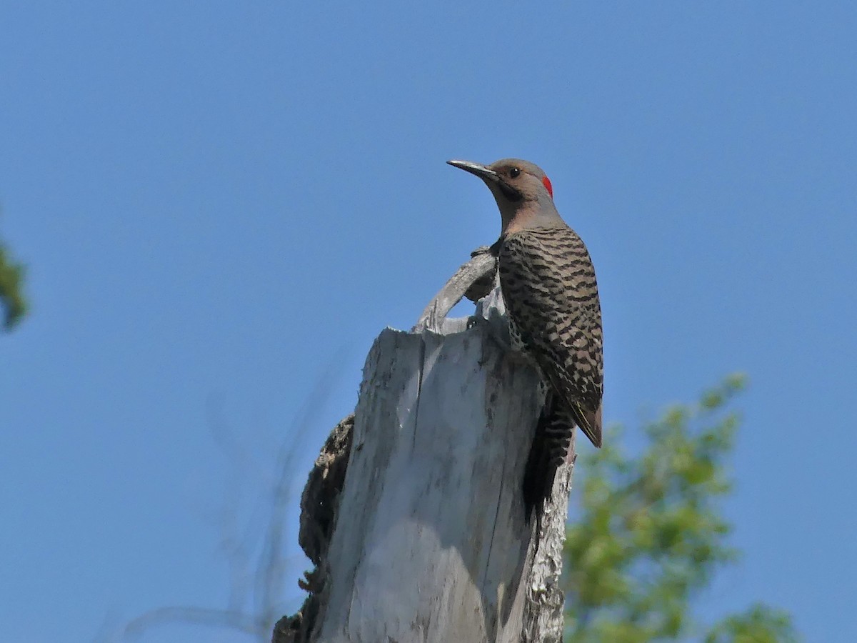 Northern Flicker (Yellow-shafted) - ML620319591