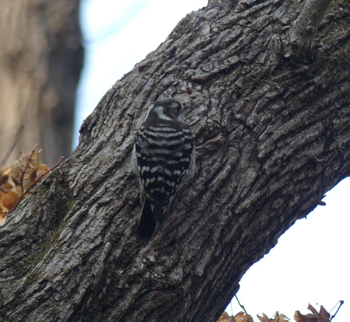 Japanese Pygmy Woodpecker - ML620319592