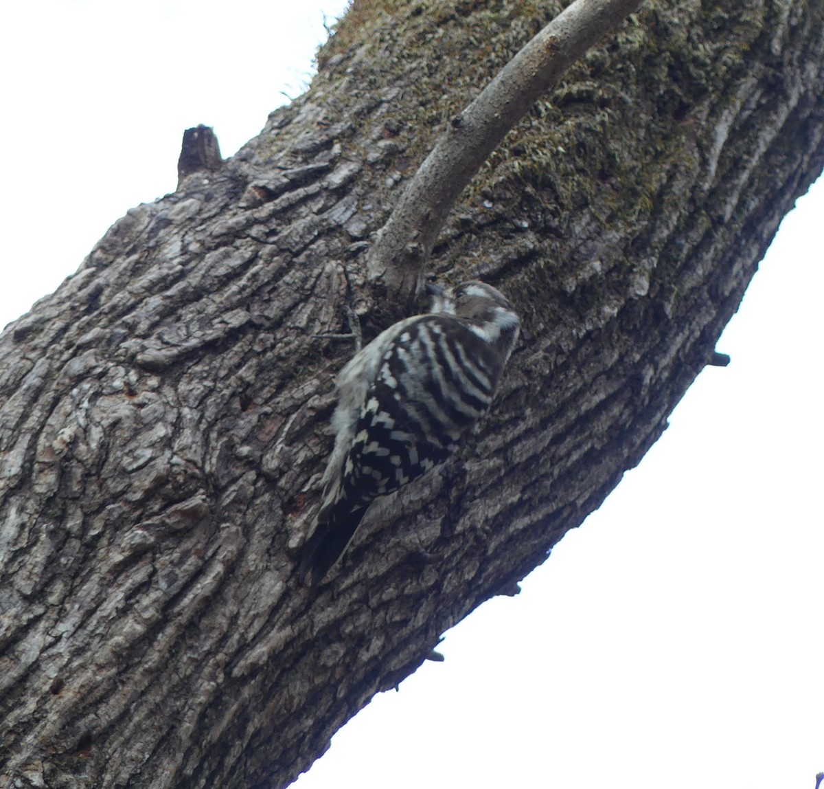 Japanese Pygmy Woodpecker - ML620319593