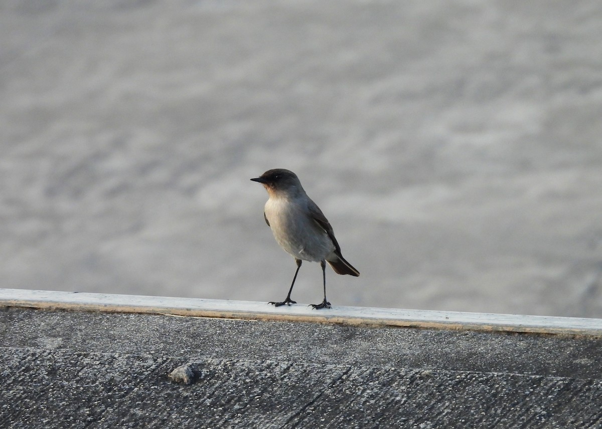 Dark-faced Ground-Tyrant - ML620319594