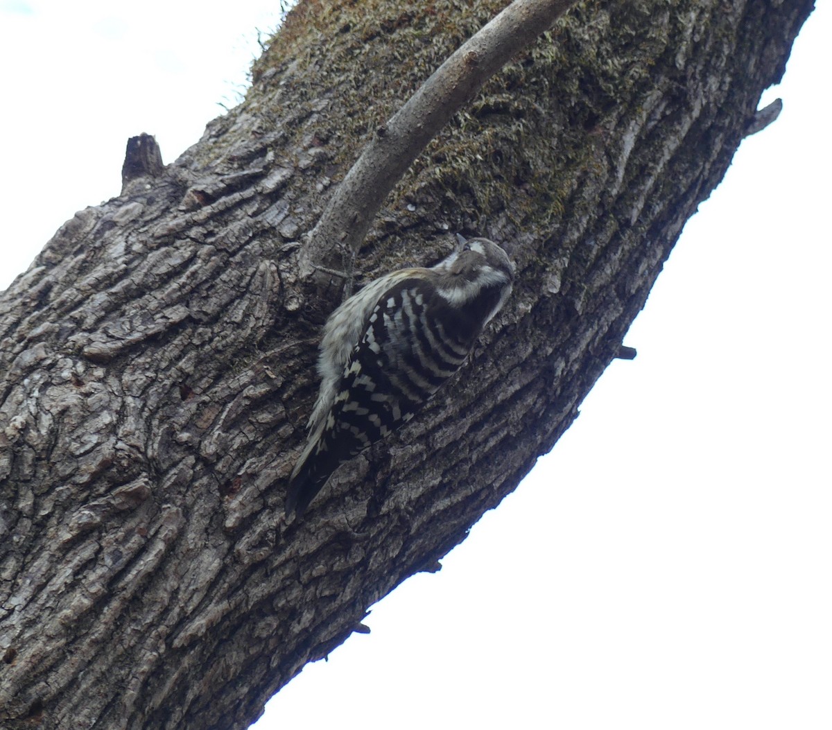 Japanese Pygmy Woodpecker - ML620319595