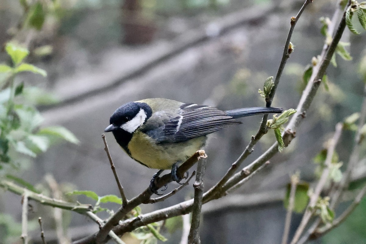 Great Tit - ML620319596