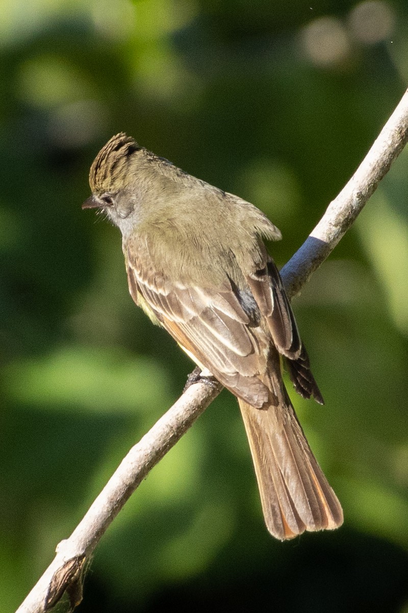 Great Crested Flycatcher - ML620319601