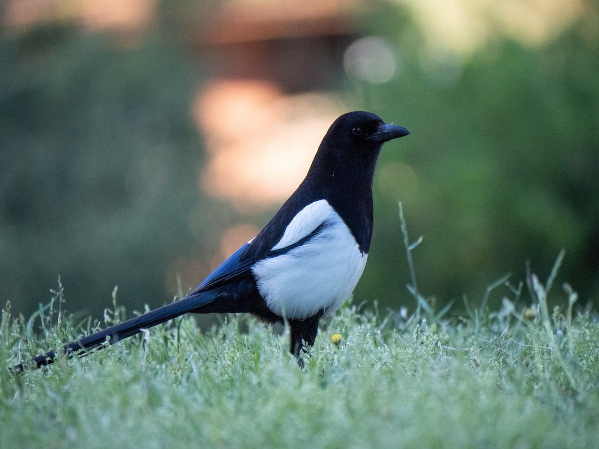 Eurasian Magpie - ML620319632