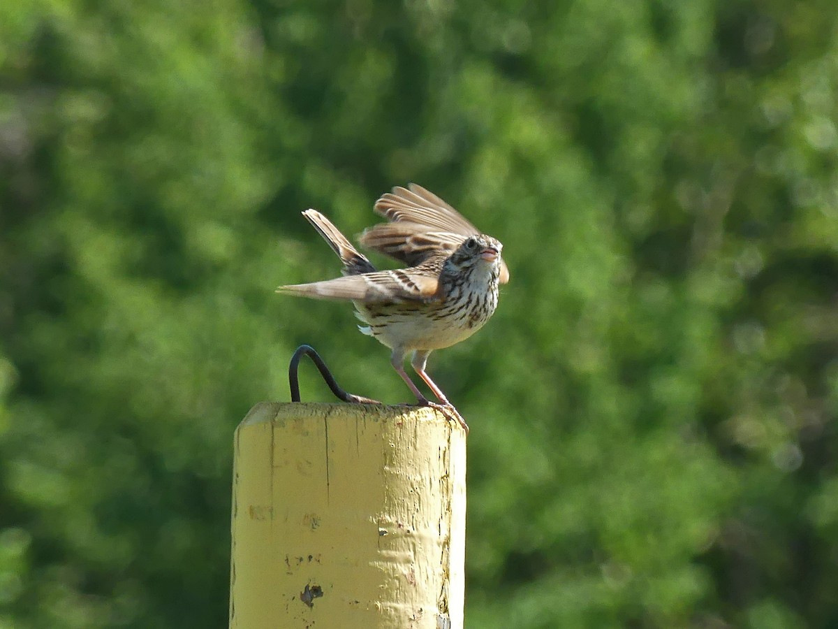 Vesper Sparrow - ML620319633