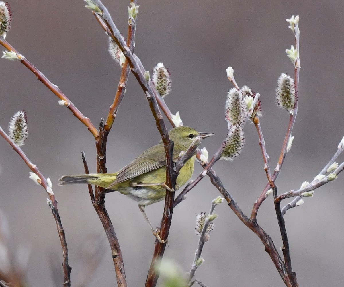 Orange-crowned Warbler - ML620319643