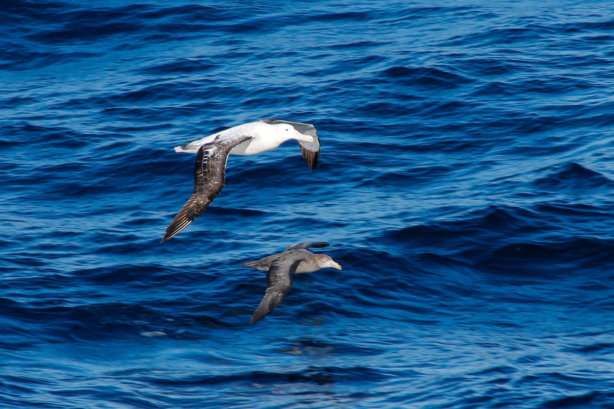 Northern Giant-Petrel - ML620319645