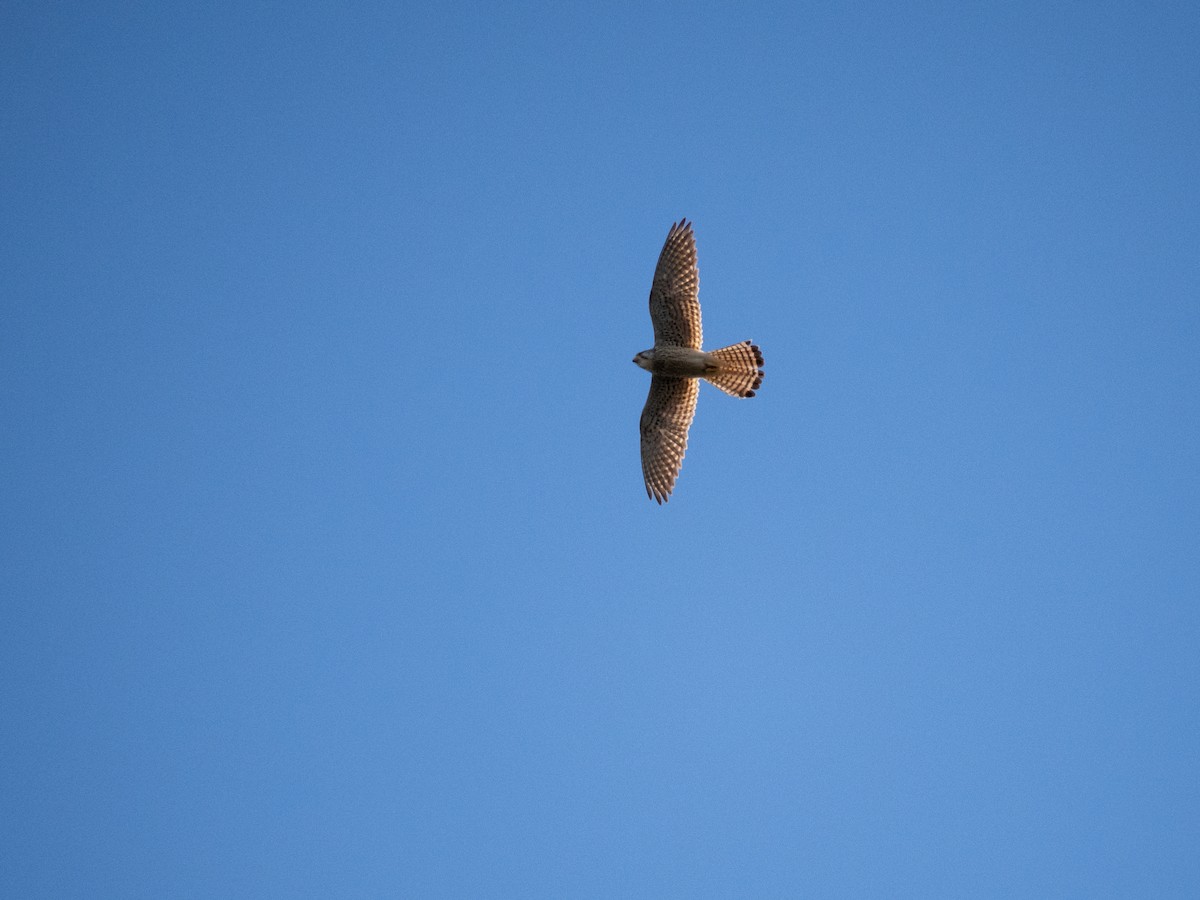 Eurasian Kestrel - ML620319648