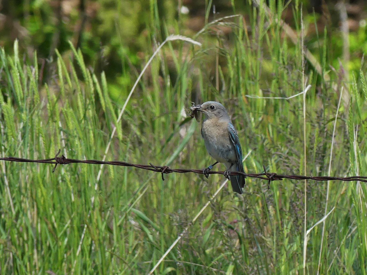 Mountain Bluebird - ML620319652