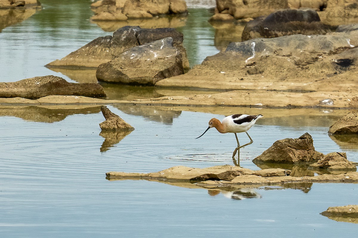 American Avocet - Garland Kitts