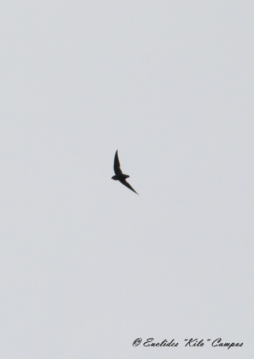 Short-tailed Swift - ML620319661