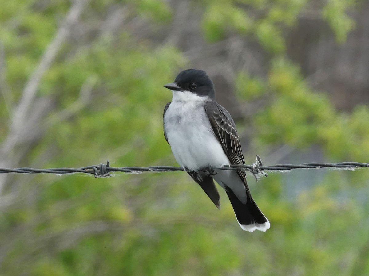 Eastern Kingbird - ML620319667