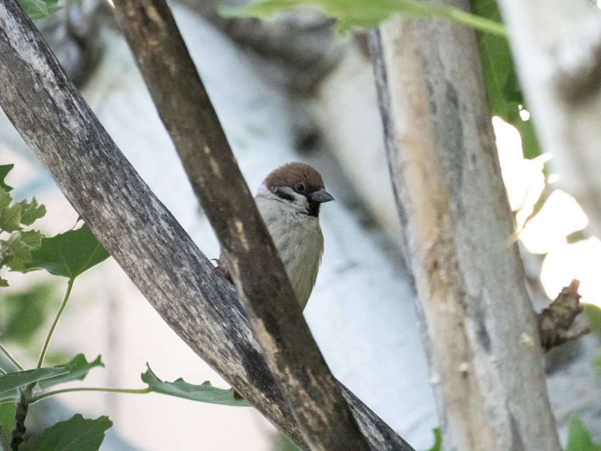 Eurasian Tree Sparrow - ML620319670