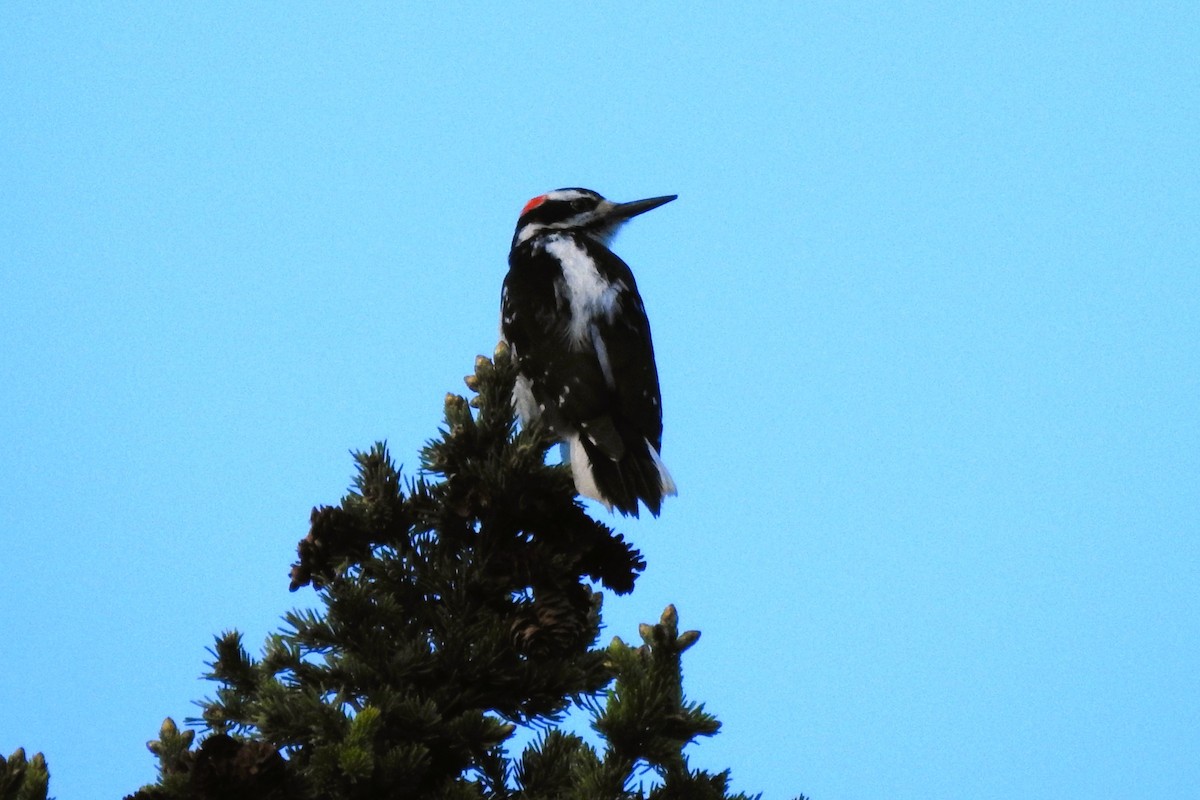 Hairy Woodpecker - ML620319678