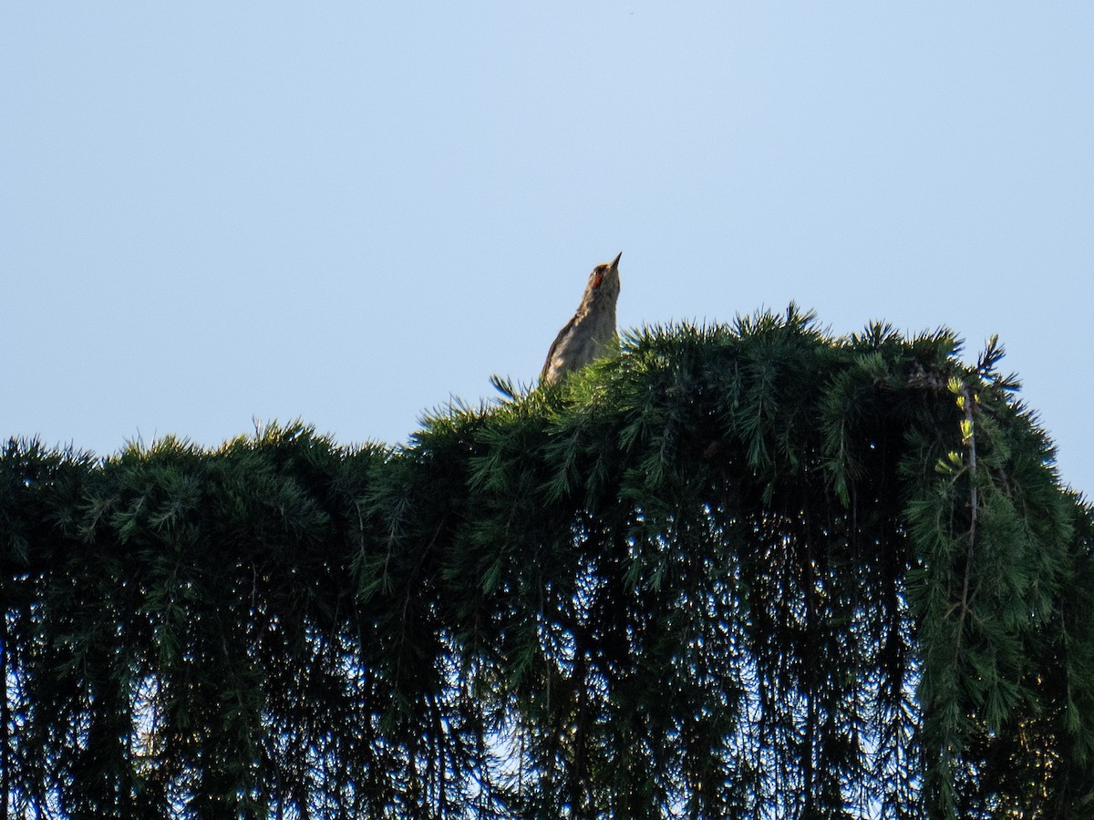 Iberian Green Woodpecker - ML620319679