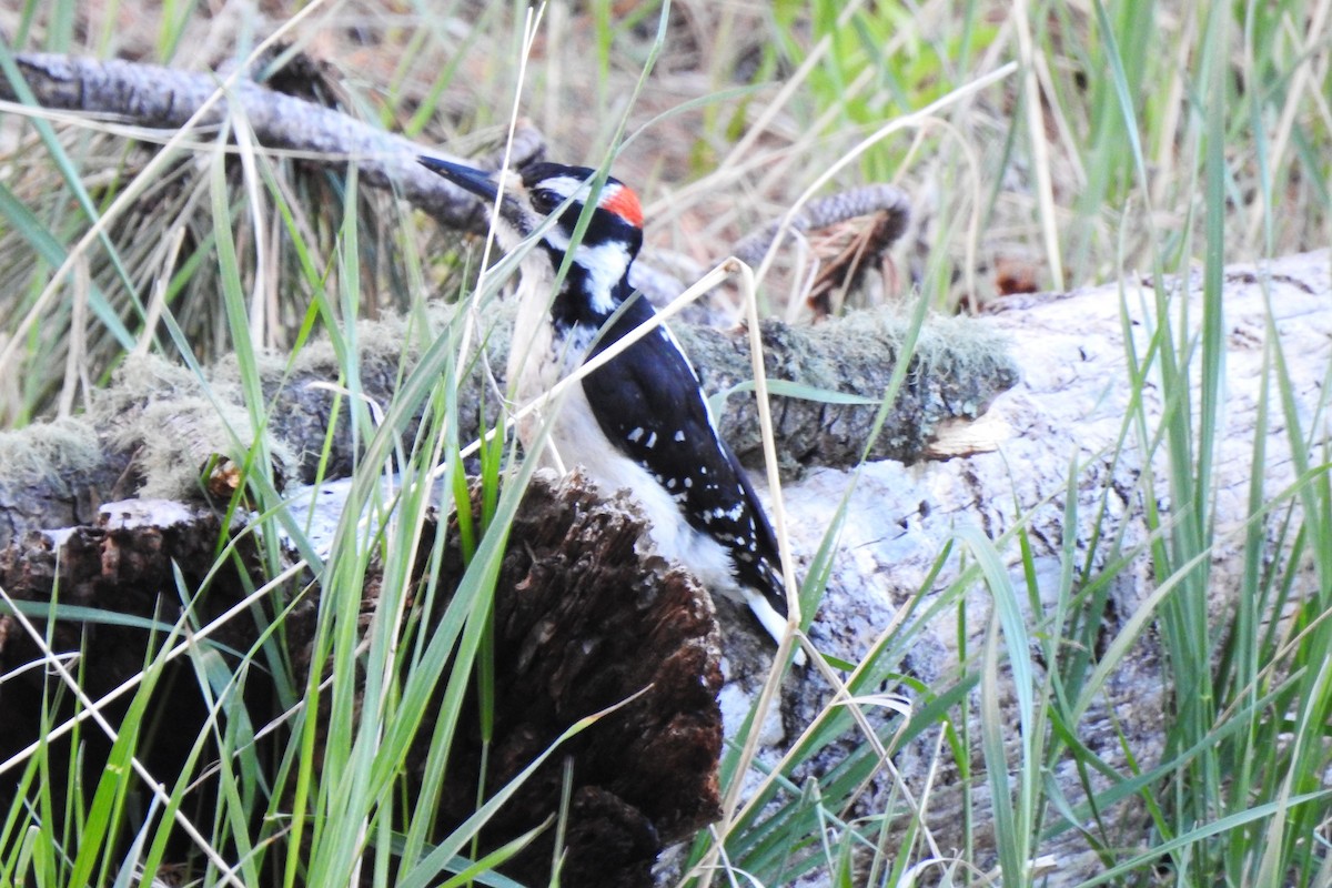 Hairy Woodpecker - ML620319680