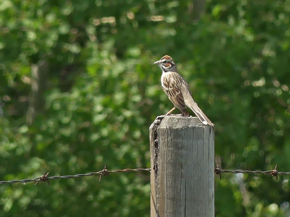 Lark Sparrow - ML620319683