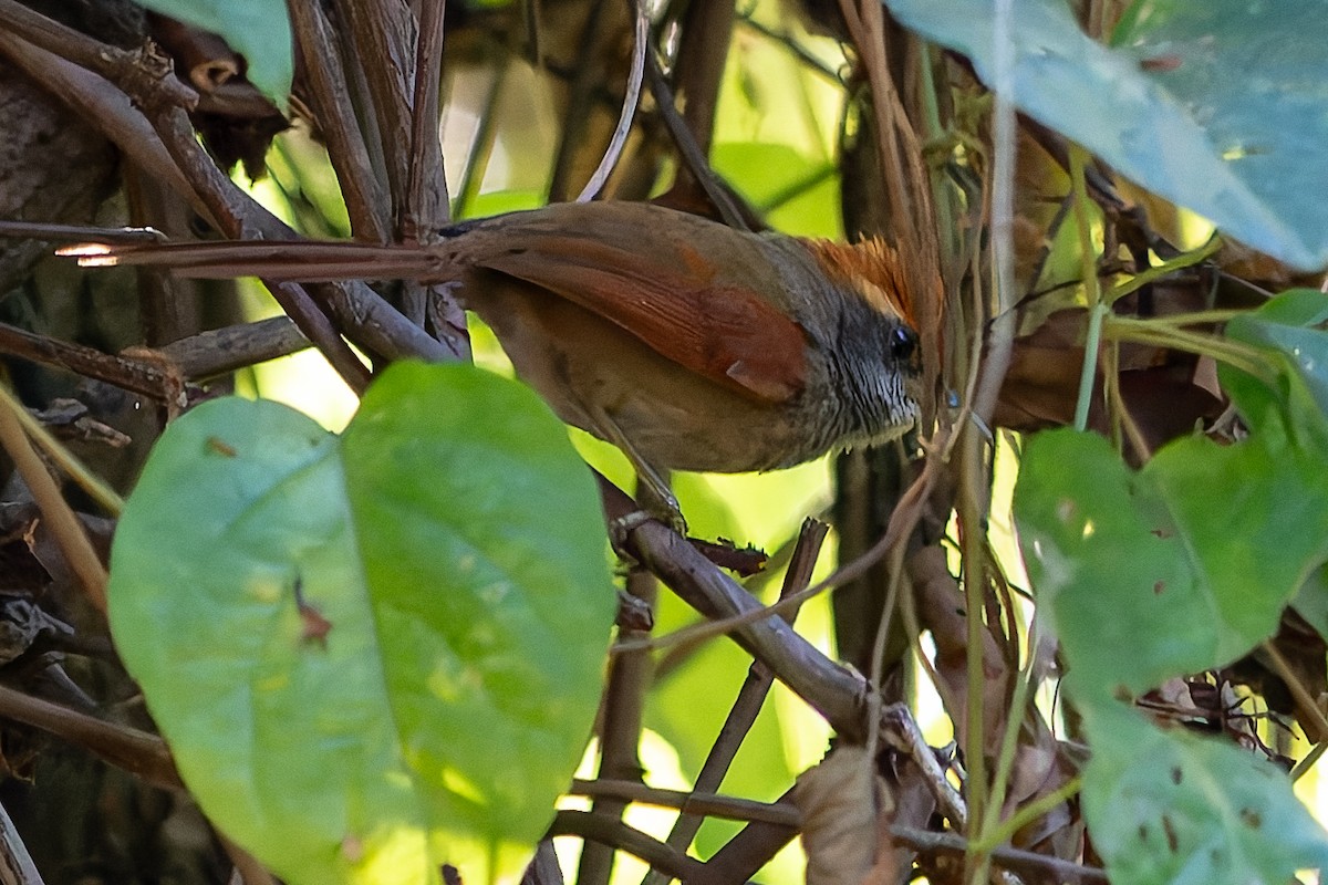 Rufous-capped Spinetail - ML620319687