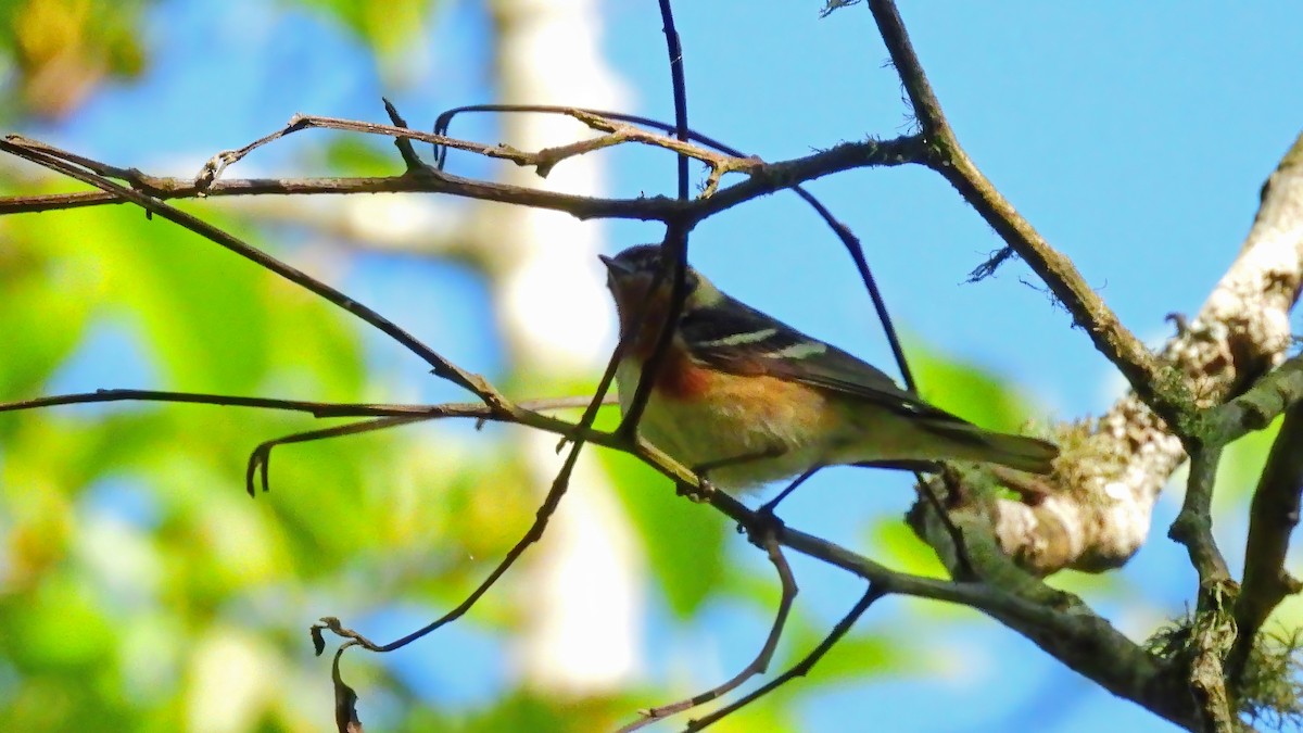 Bay-breasted Warbler - ML620319703