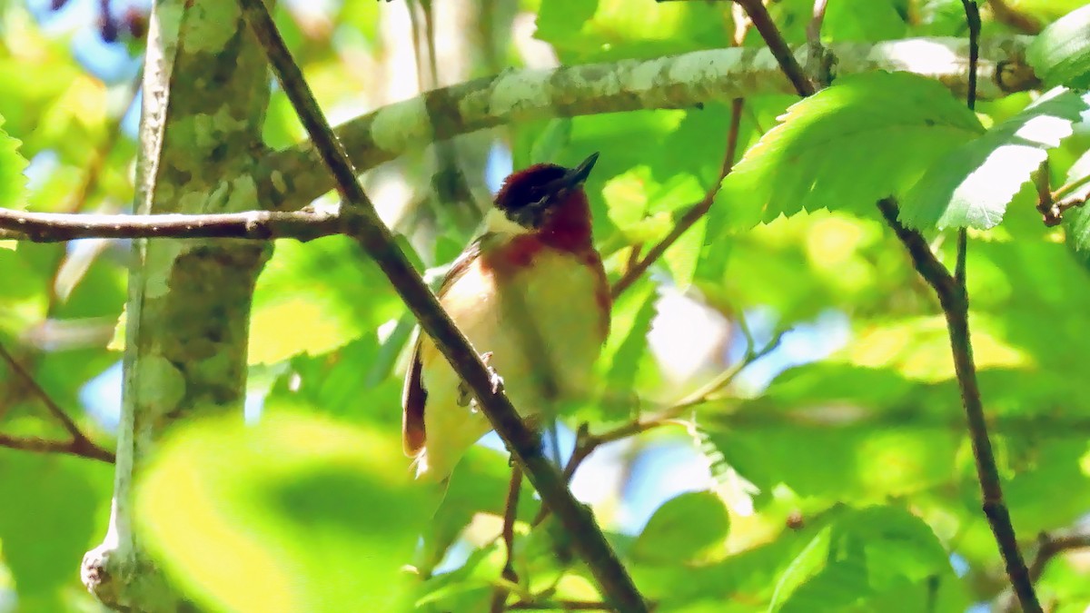 Bay-breasted Warbler - ML620319704