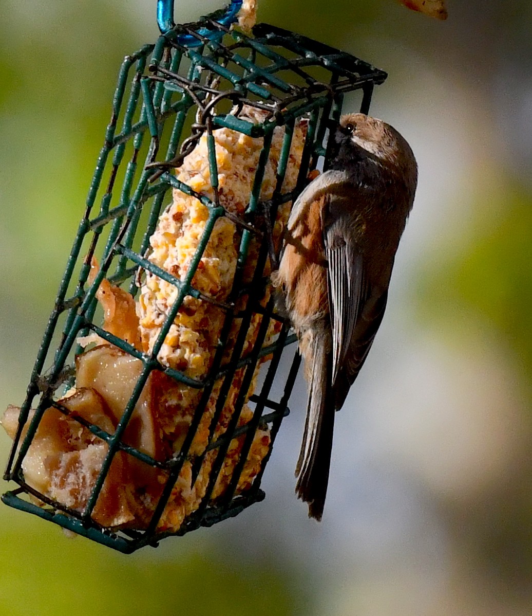 Boreal Chickadee - ML620319707