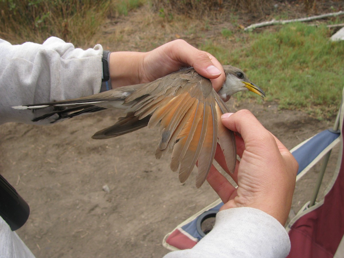 Yellow-billed Cuckoo - ML620319710