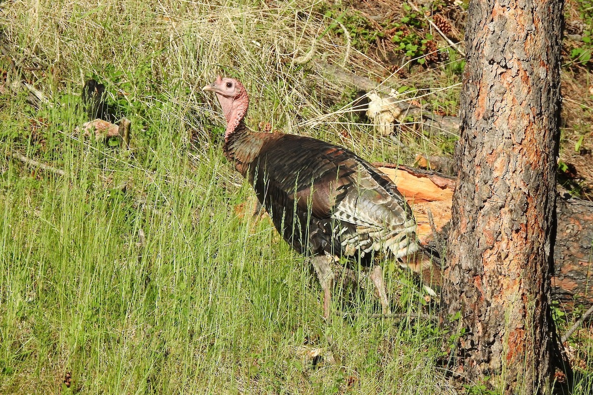 Wild Turkey - ML620319721