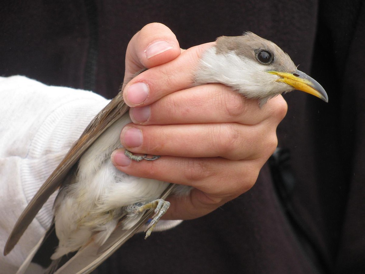 Yellow-billed Cuckoo - ML620319727