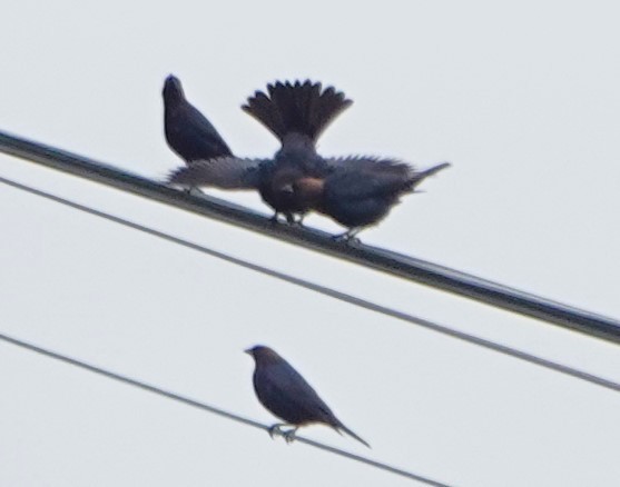 Brown-headed Cowbird - ML620319739