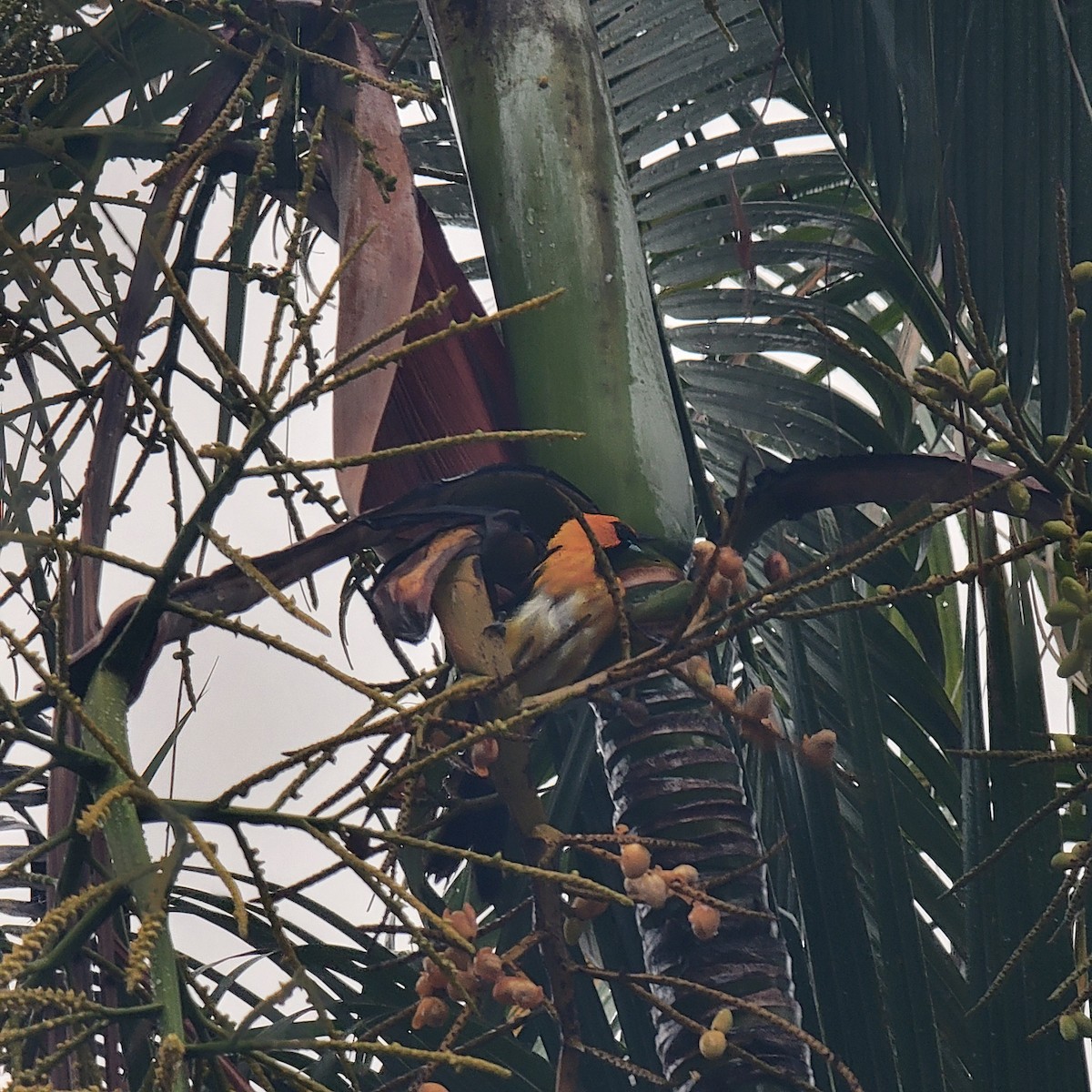 Spot-breasted Oriole - ML620319747