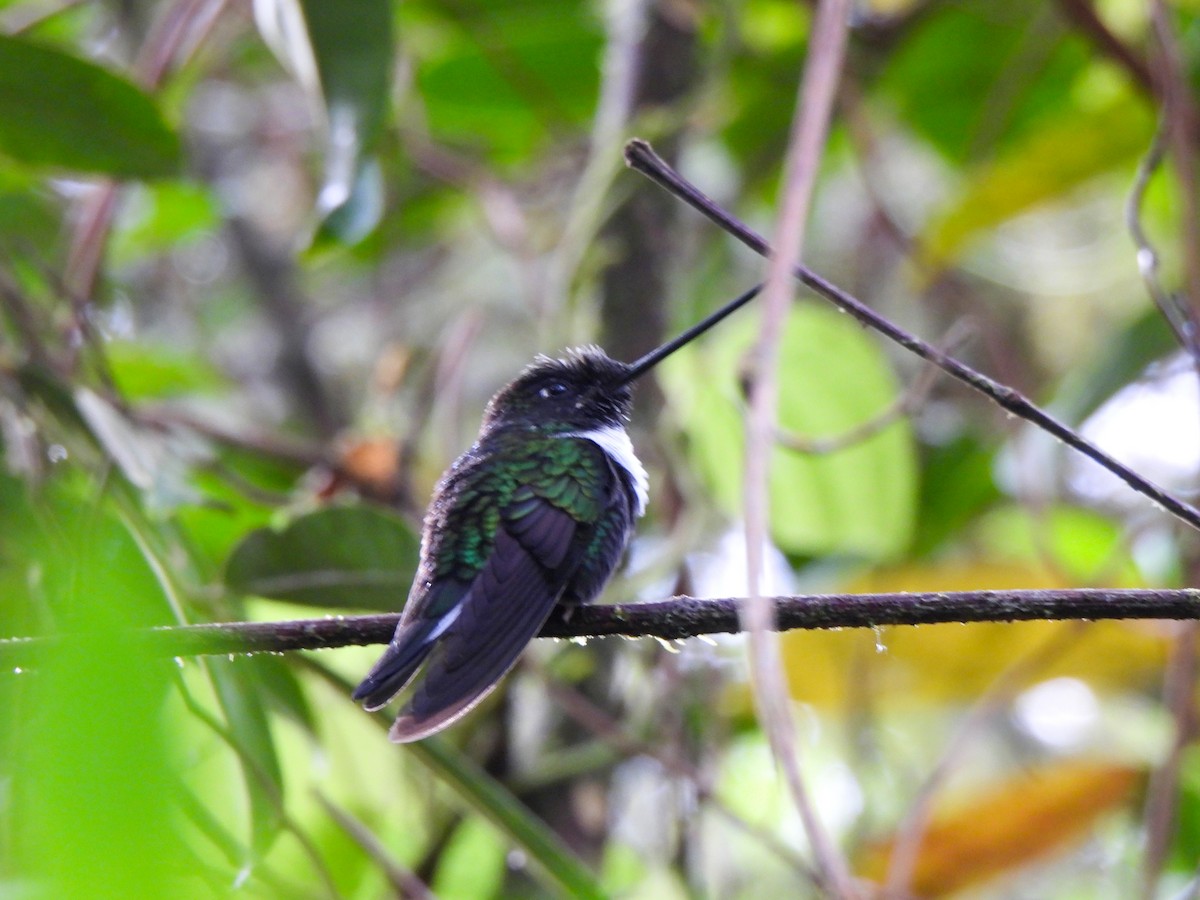 Collared Inca - ML620319753