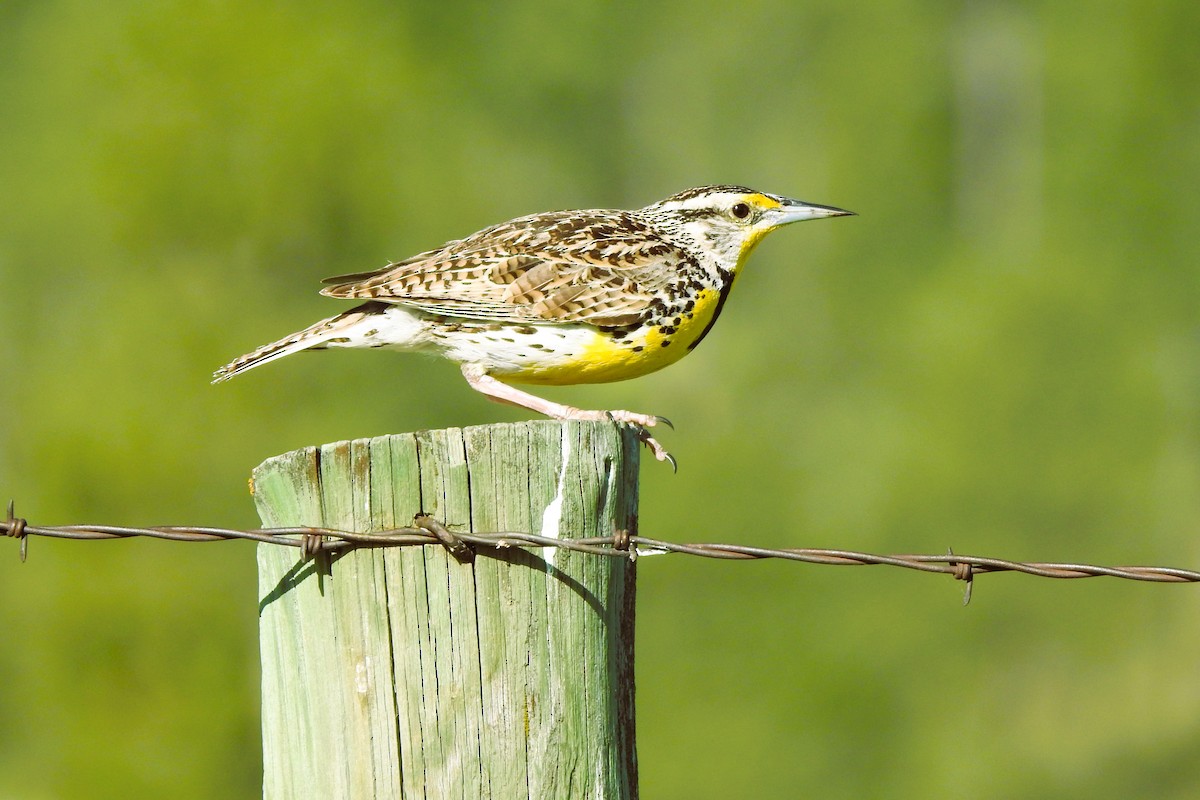 Western Meadowlark - ML620319758