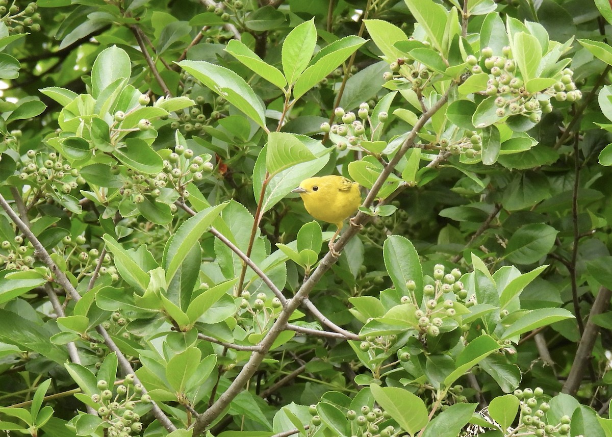 Yellow Warbler (Northern) - ML620319764
