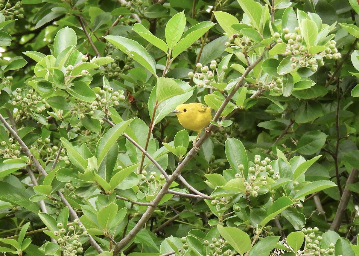 Paruline jaune - ML620319764