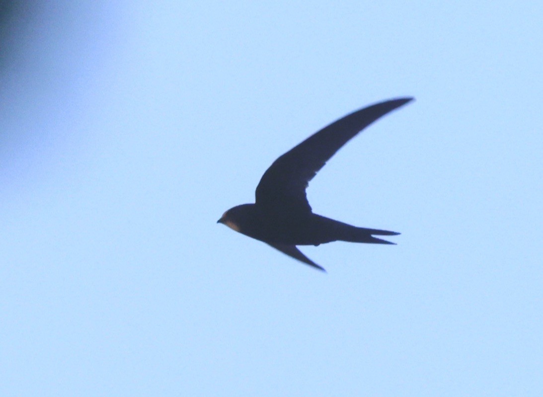 Common Swift - ML620319769