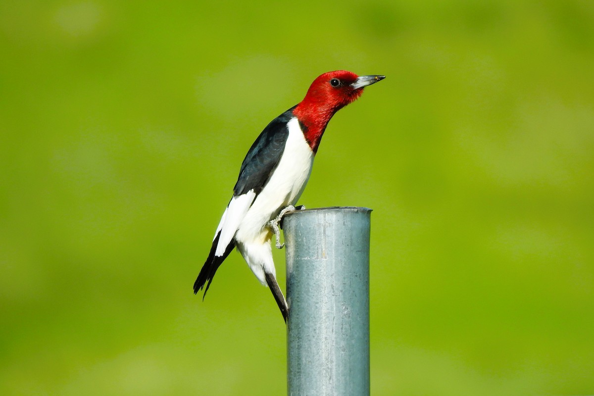 Red-headed Woodpecker - ML620319778