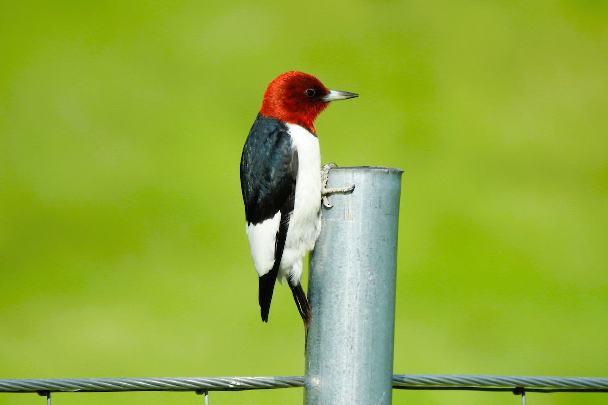 Red-headed Woodpecker - ML620319779