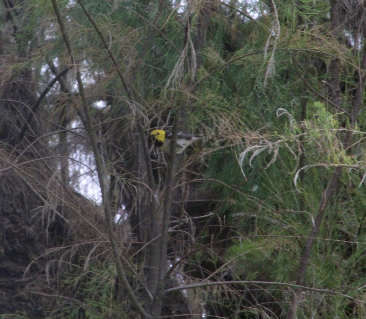 Hermit Warbler - ML620319780