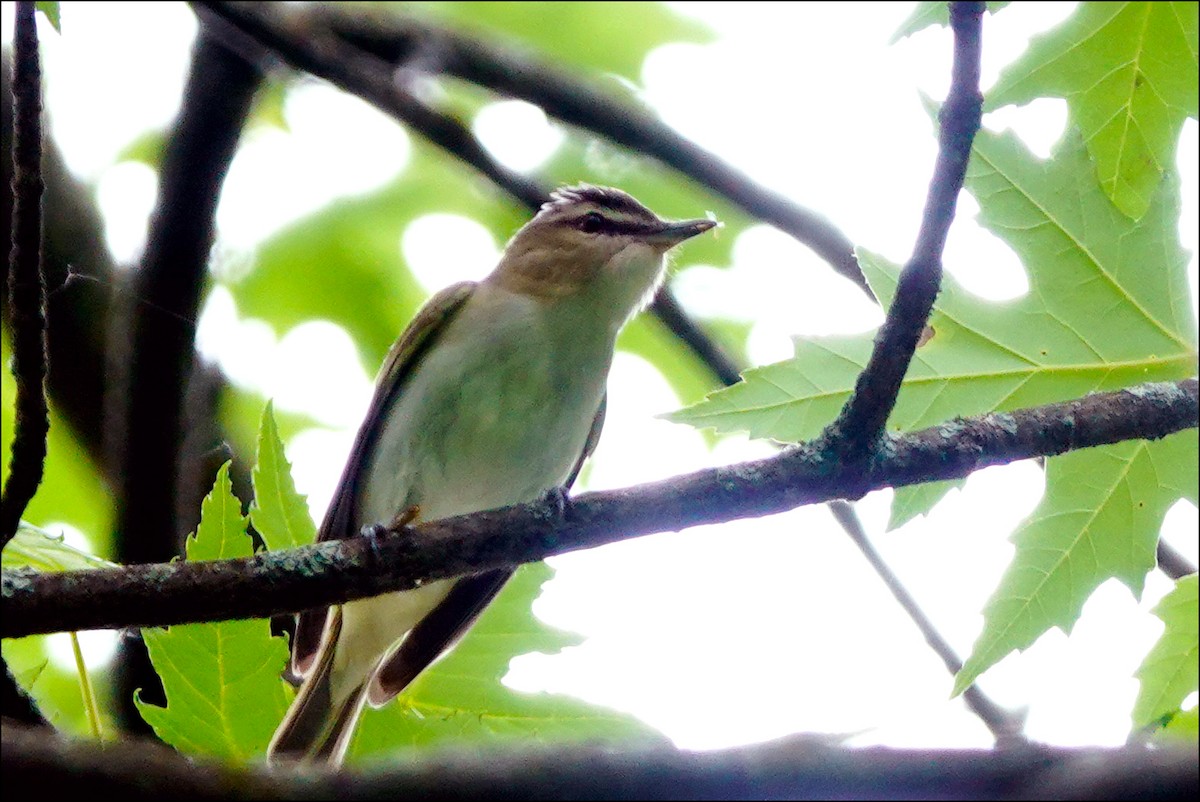 rødøyevireo - ML620319781