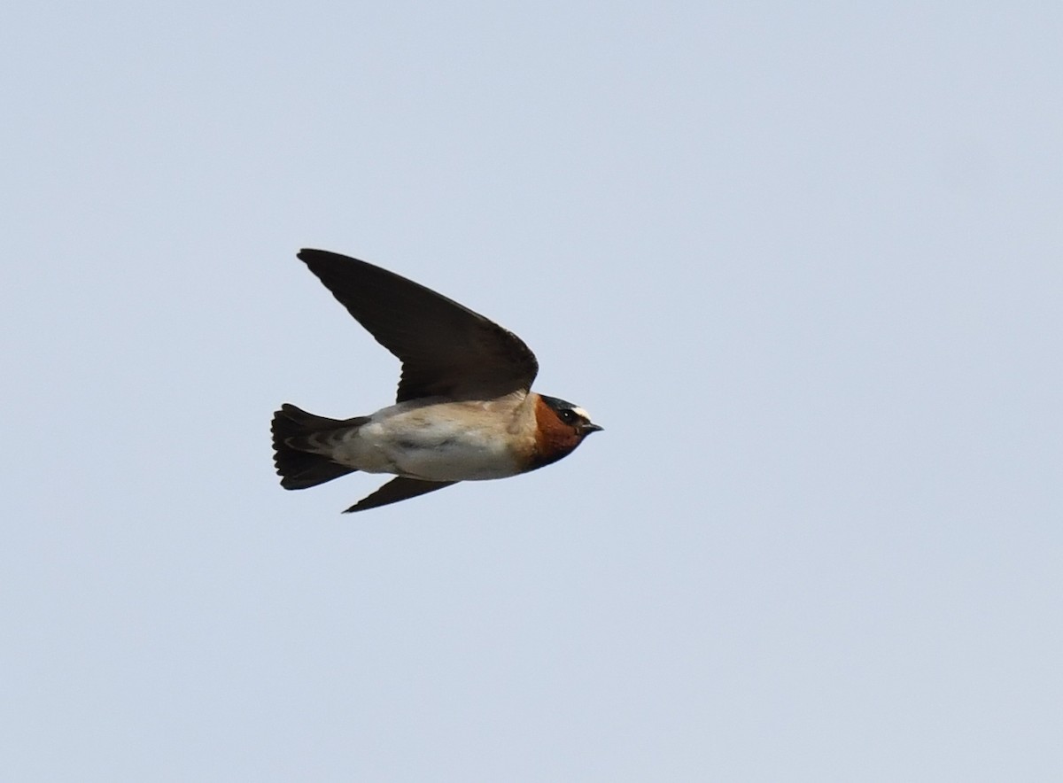 Cliff Swallow - ML620319783