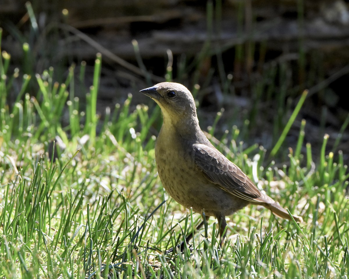 Brown-headed Cowbird - ML620319785