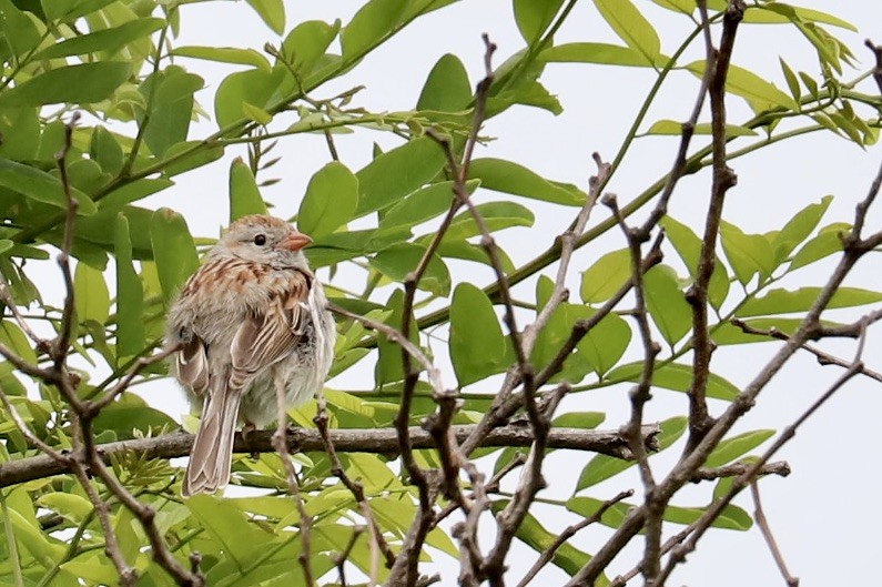 Field Sparrow - ML620319791